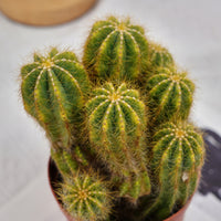 5'' Notocactus Magnificus Variegated, Rare Live Succulent Plants