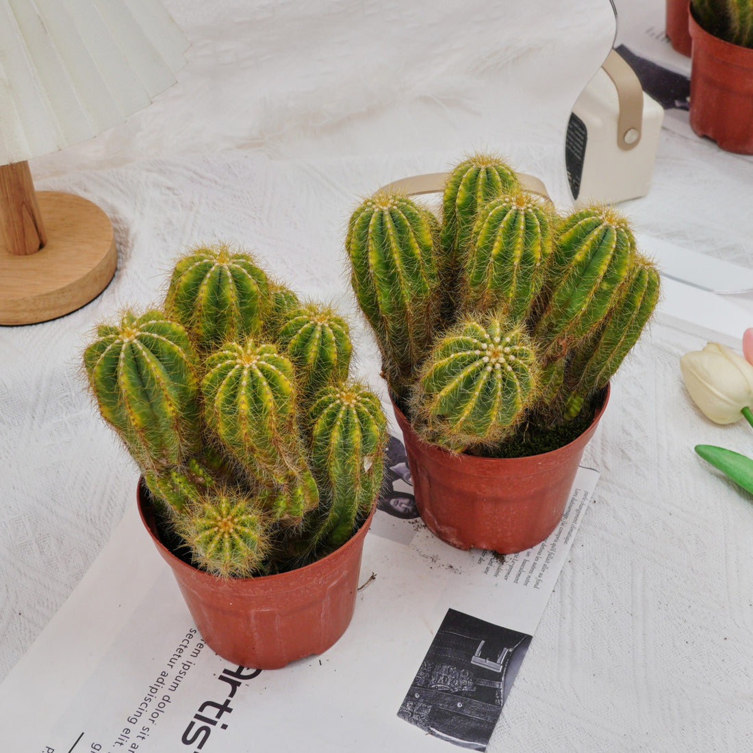 5'' Notocactus Magnificus Variegated, Rare Live Succulent Plants