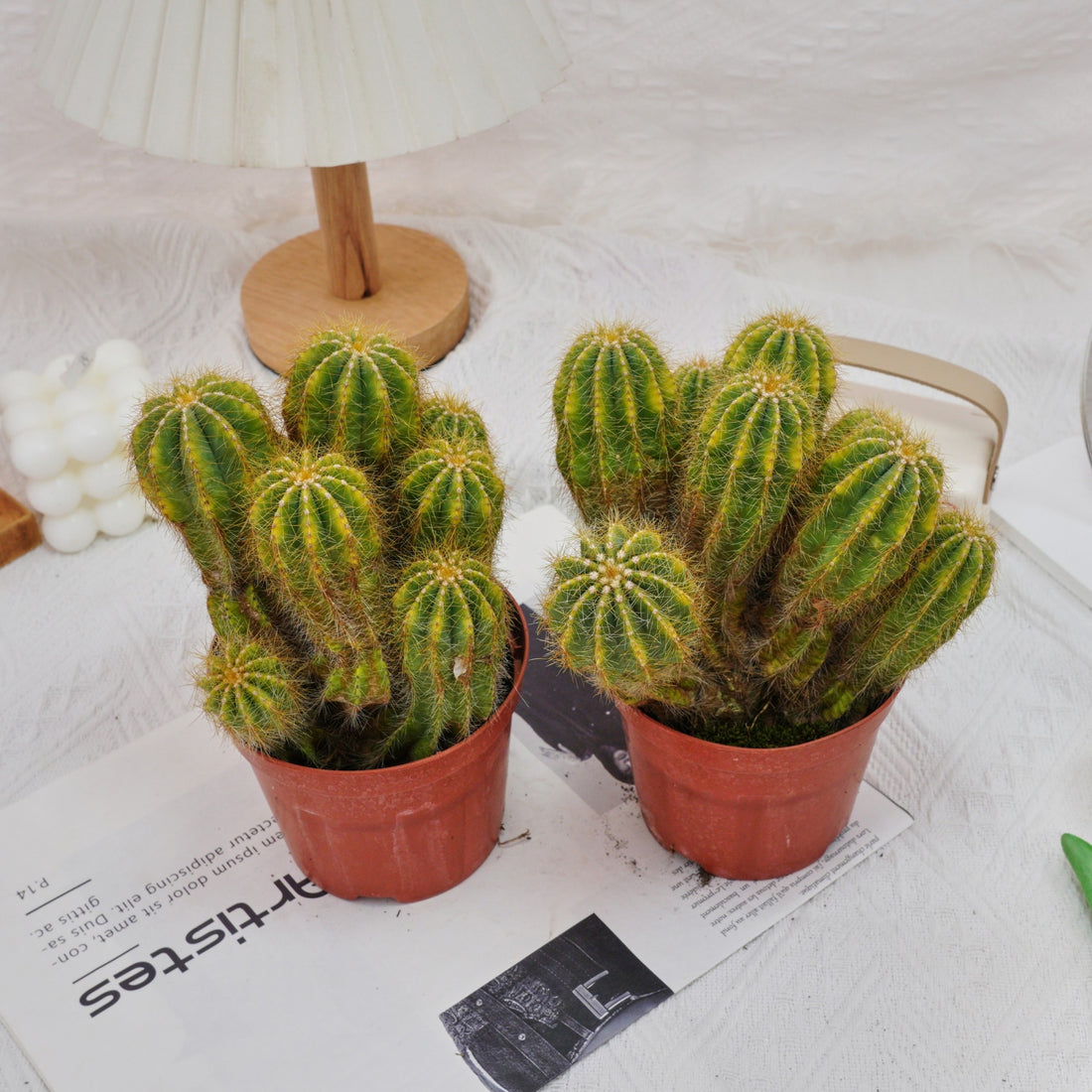 5'' Notocactus Magnificus Variegated, Rare Live Succulent Plants