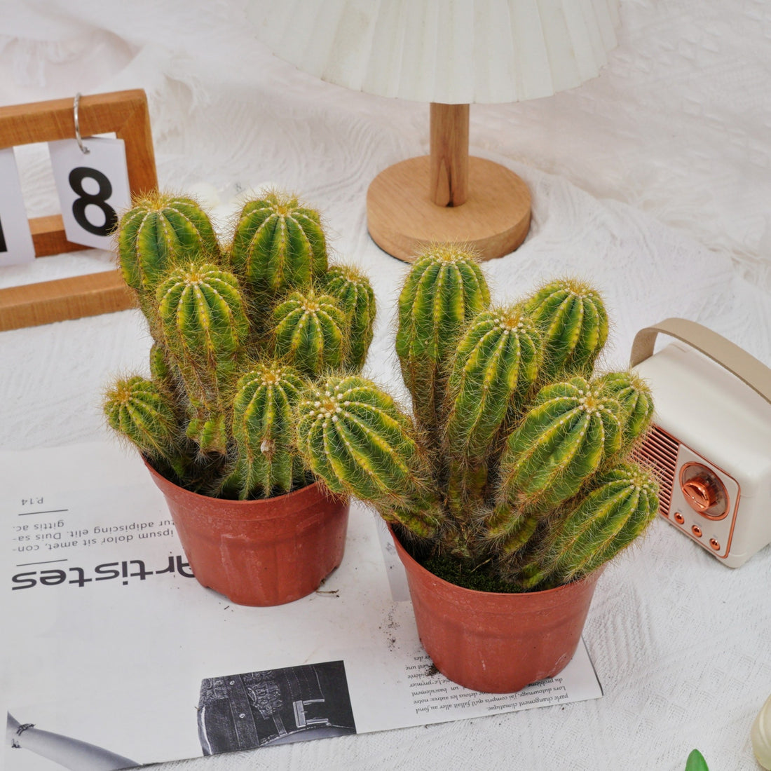 5'' Notocactus Magnificus Variegated, Rare Live Succulent Plants
