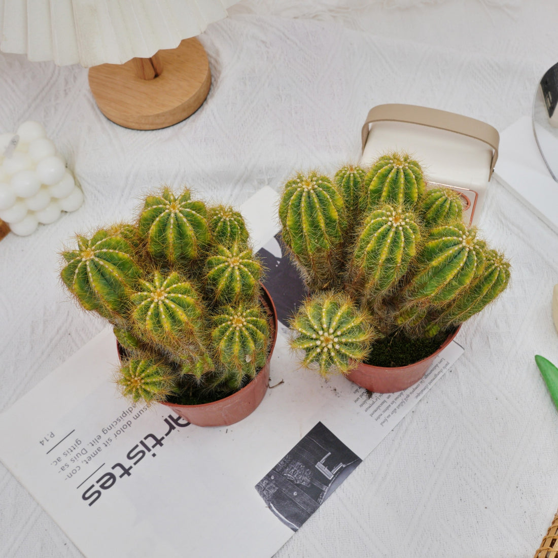 5'' Notocactus Magnificus Variegated, Rare Live Succulent Plants