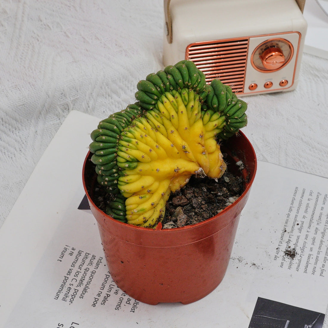 5'' Gymnocalycium Cristata Variegated, Rare Live Succulent Plants