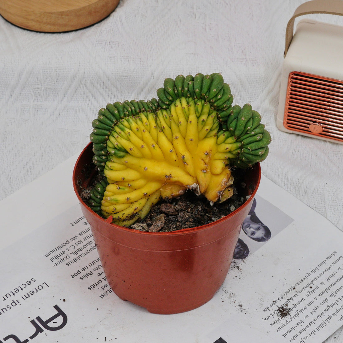 5'' Gymnocalycium Cristata Variegated, Rare Live Succulent Plants