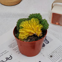 5'' Gymnocalycium Cristata Variegated, Rare Live Succulent Plants