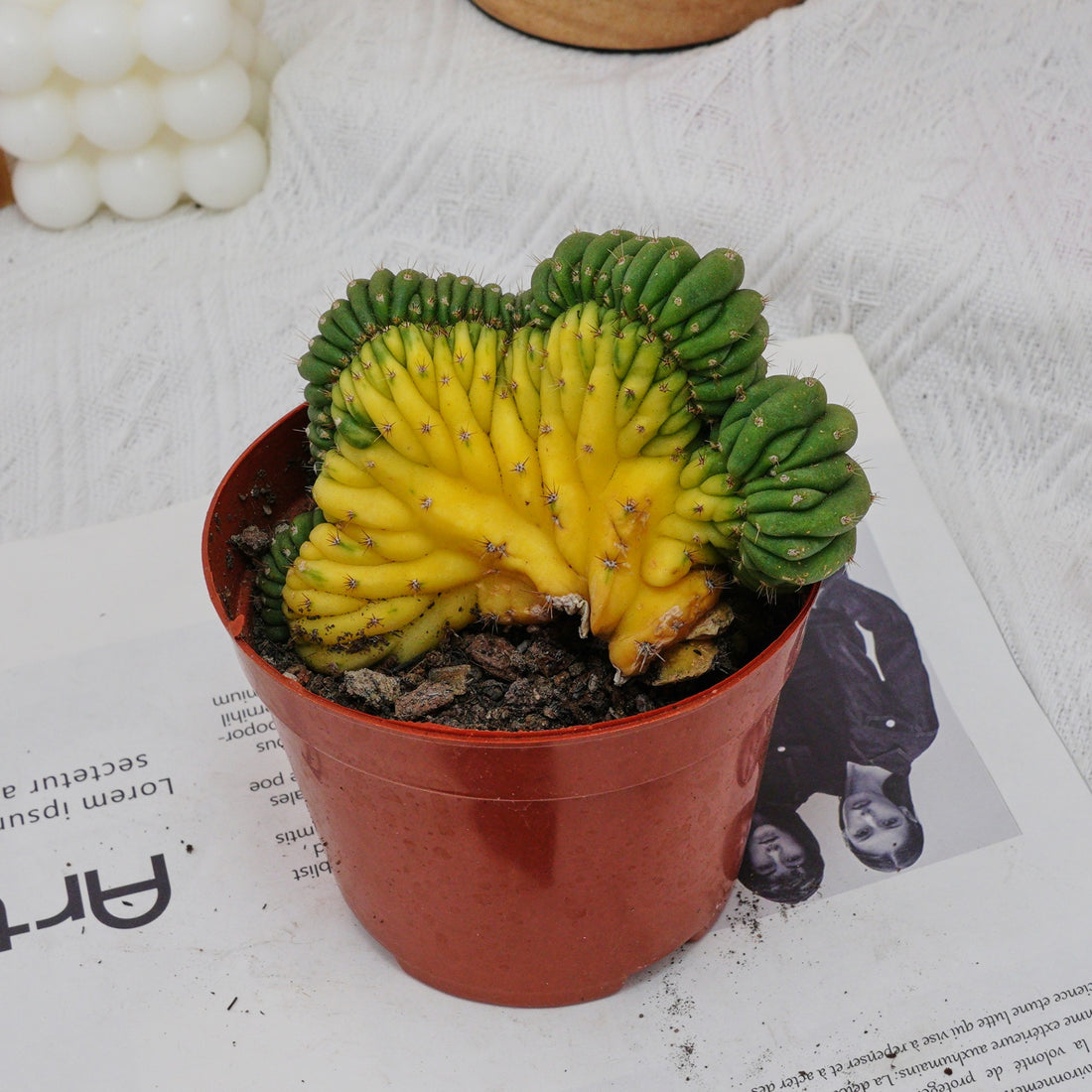 5'' Gymnocalycium Cristata Variegated, Rare Live Succulent Plants