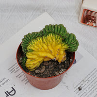 5'' Gymnocalycium Cristata Variegated, Rare Live Succulent Plants