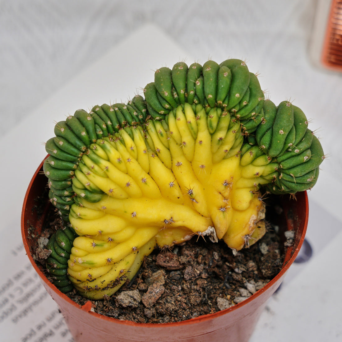 5'' Gymnocalycium Cristata Variegated, Rare Live Succulent Plants