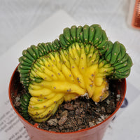 5'' Gymnocalycium Cristata Variegated, Rare Live Succulent Plants