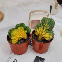 5'' Gymnocalycium Cristata Variegated, Rare Live Succulent Plants