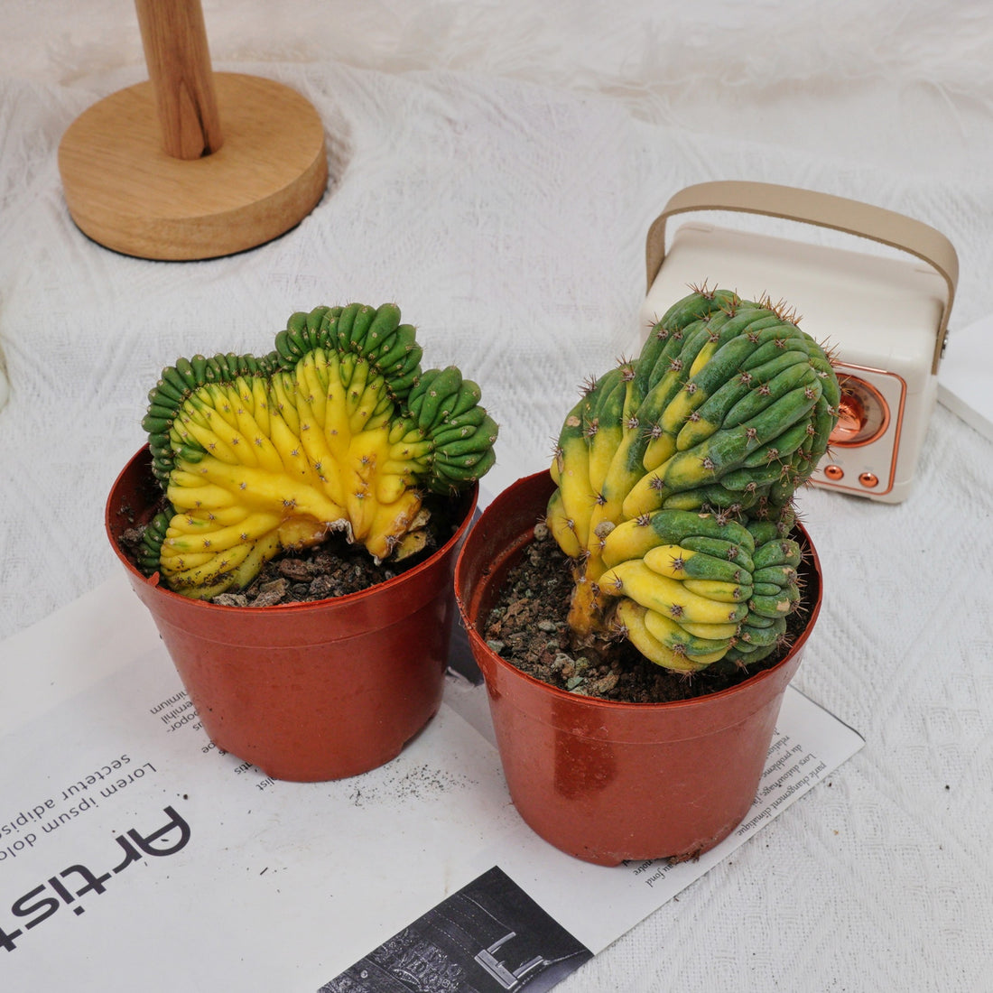 5'' Gymnocalycium Cristata Variegated, Rare Live Succulent Plants