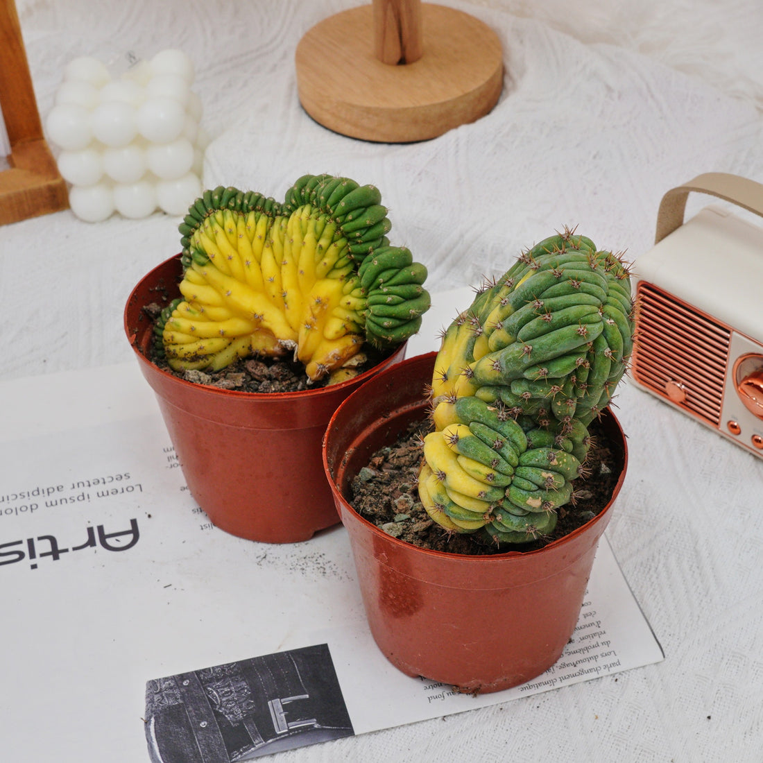 5'' Gymnocalycium Cristata Variegated, Rare Live Succulent Plants