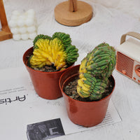 5'' Gymnocalycium Cristata Variegated, Rare Live Succulent Plants