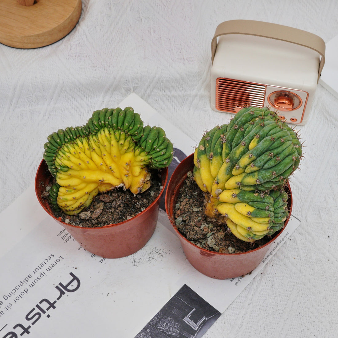 5'' Gymnocalycium Cristata Variegated, Rare Live Succulent Plants