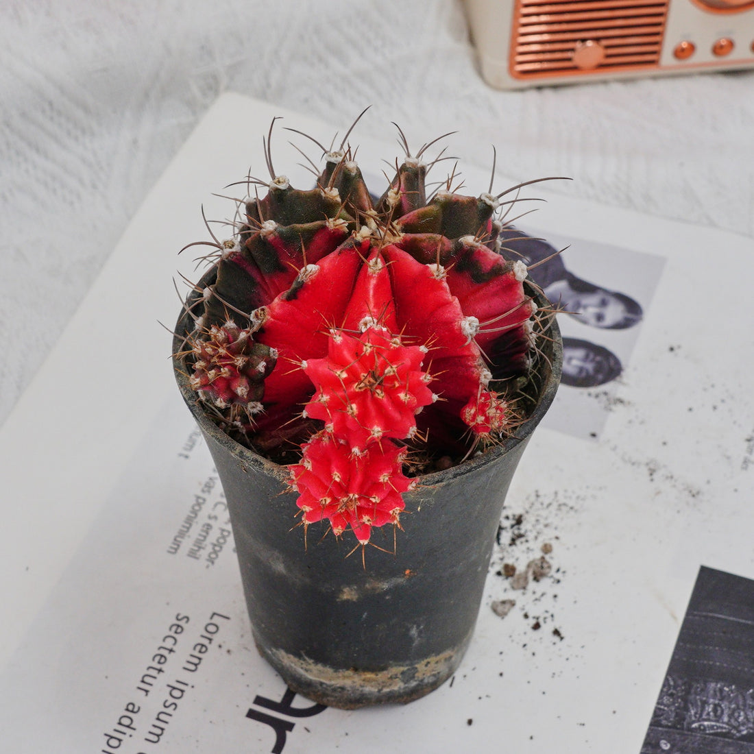 3'' Gymnocalycium Mihanovichii, Rare Live Succulent Plants
