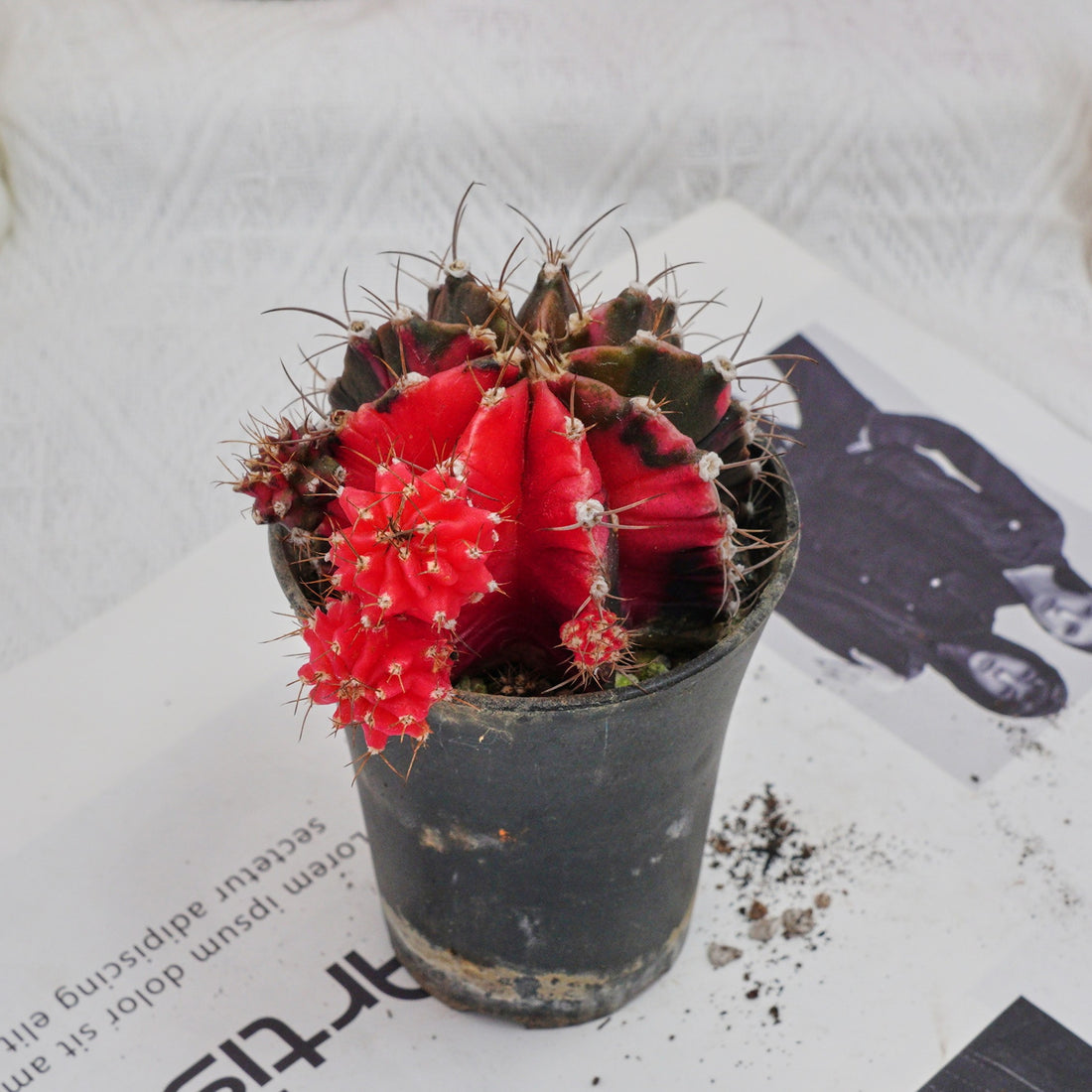 3'' Gymnocalycium Mihanovichii, Rare Live Succulent Plants