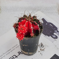 3'' Gymnocalycium Mihanovichii, Rare Live Succulent Plants