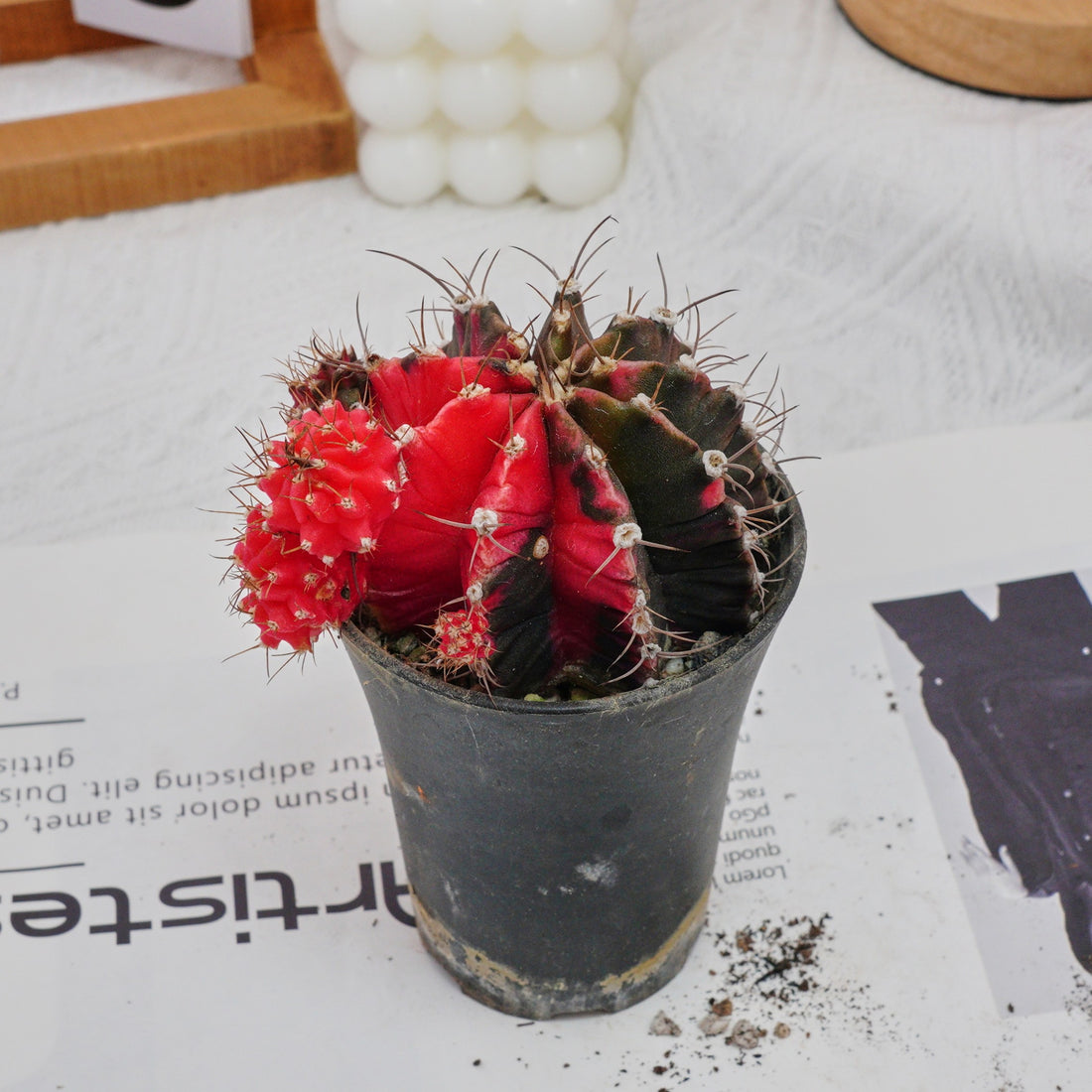 3'' Gymnocalycium Mihanovichii, Rare Live Succulent Plants