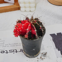 3'' Gymnocalycium Mihanovichii, Rare Live Succulent Plants