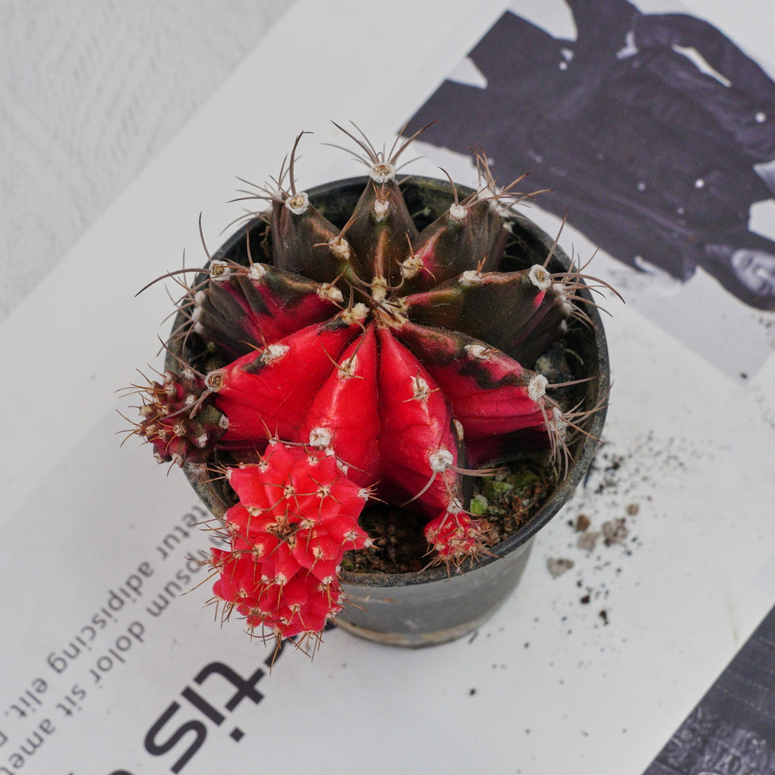 3'' Gymnocalycium Mihanovichii, Rare Live Succulent Plants