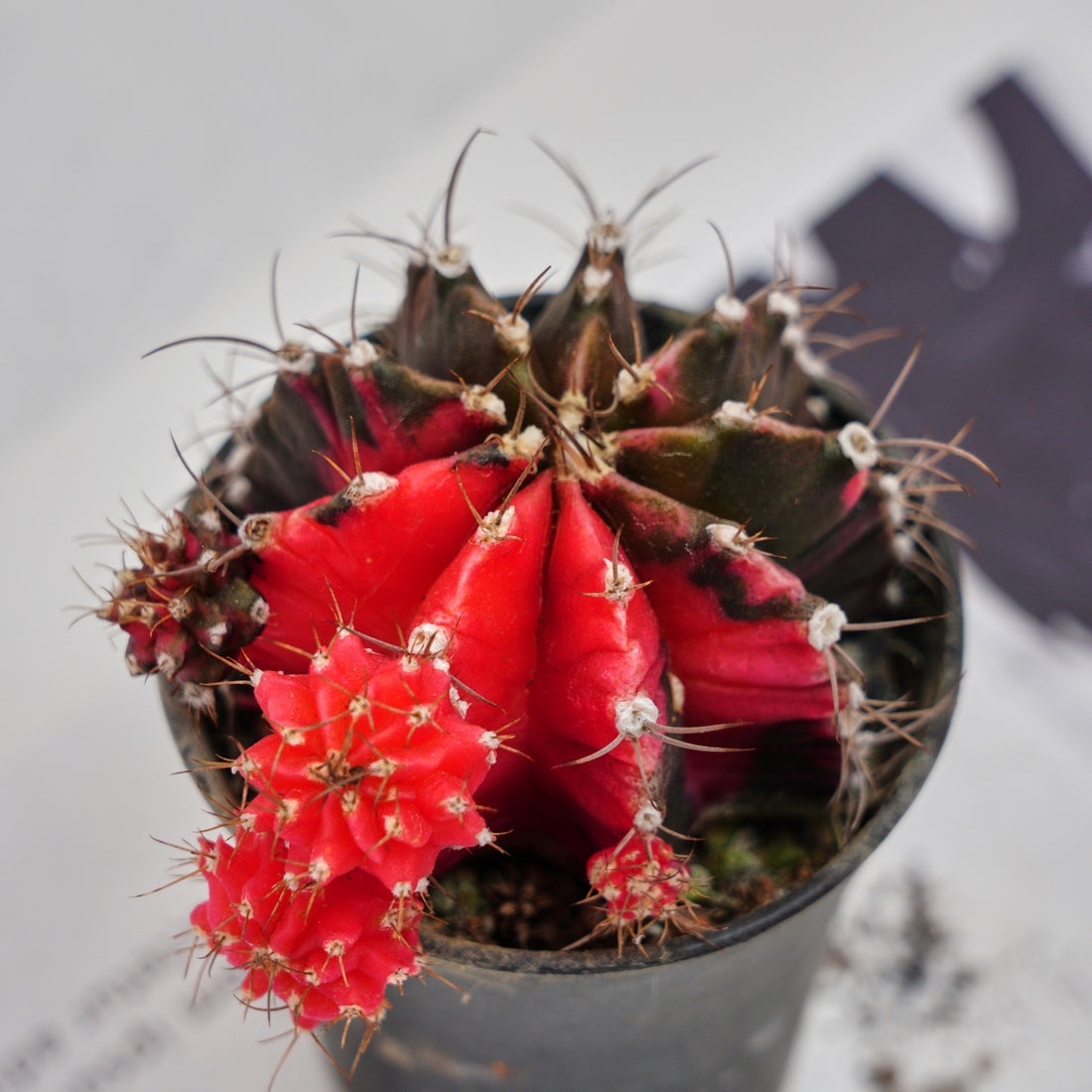 3'' Gymnocalycium Mihanovichii, Rare Live Succulent Plants