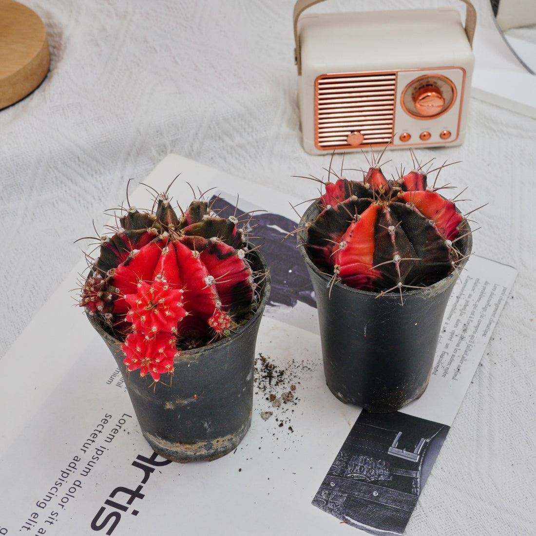 3'' Gymnocalycium Mihanovichii, Rare Live Succulent Plants