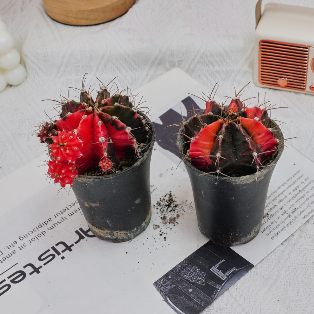 3'' Gymnocalycium Mihanovichii, Rare Live Succulent Plants