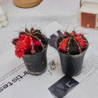 3'' Gymnocalycium Mihanovichii, Rare Live Succulent Plants