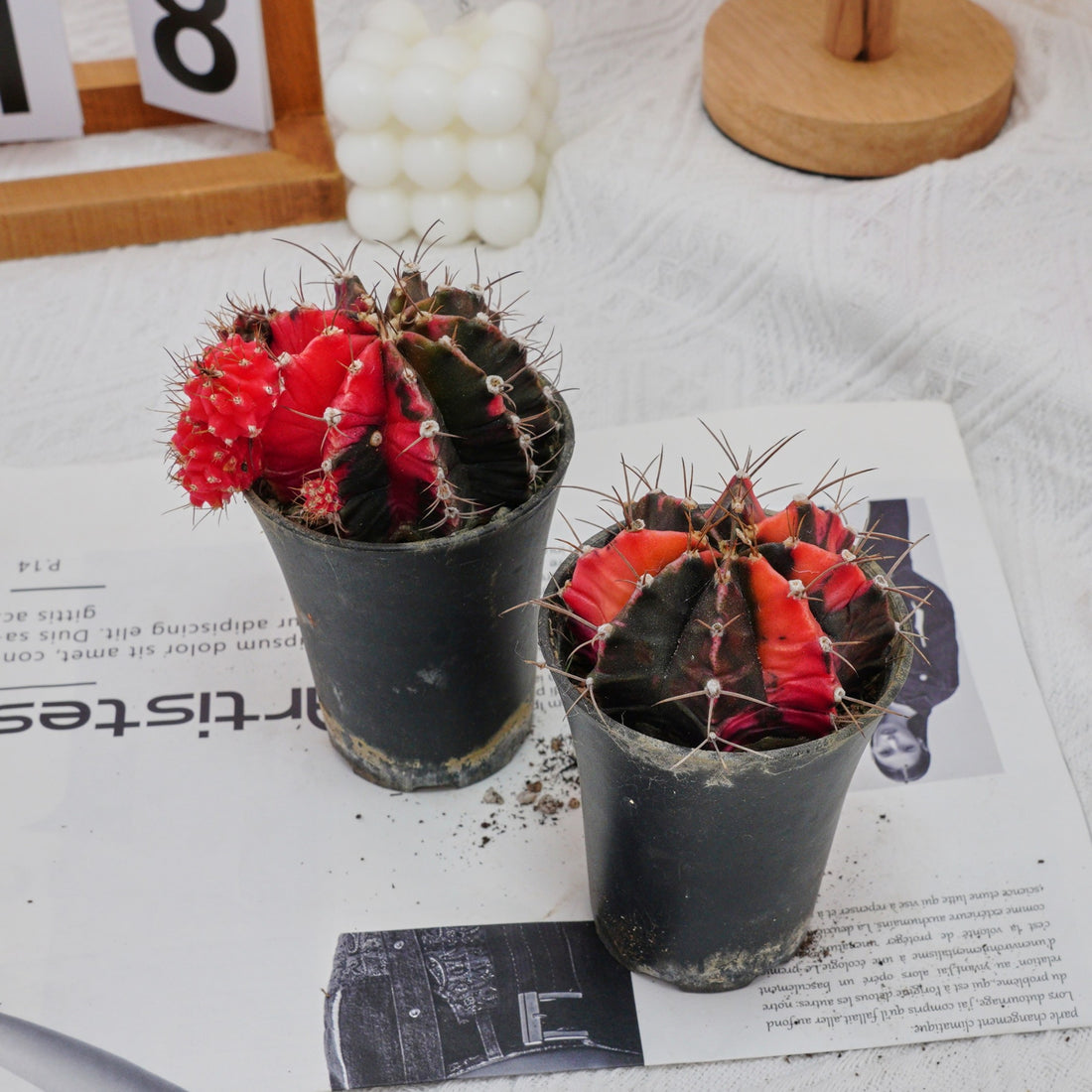 3'' Gymnocalycium Mihanovichii, Rare Live Succulent Plants