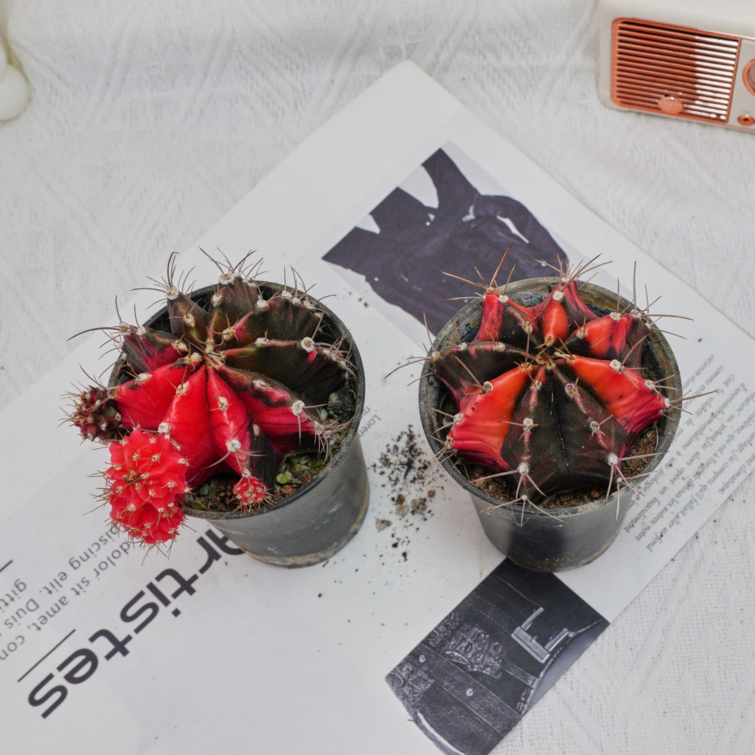 3'' Gymnocalycium Mihanovichii, Rare Live Succulent Plants