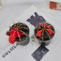 3'' Gymnocalycium Mihanovichii, Rare Live Succulent Plants
