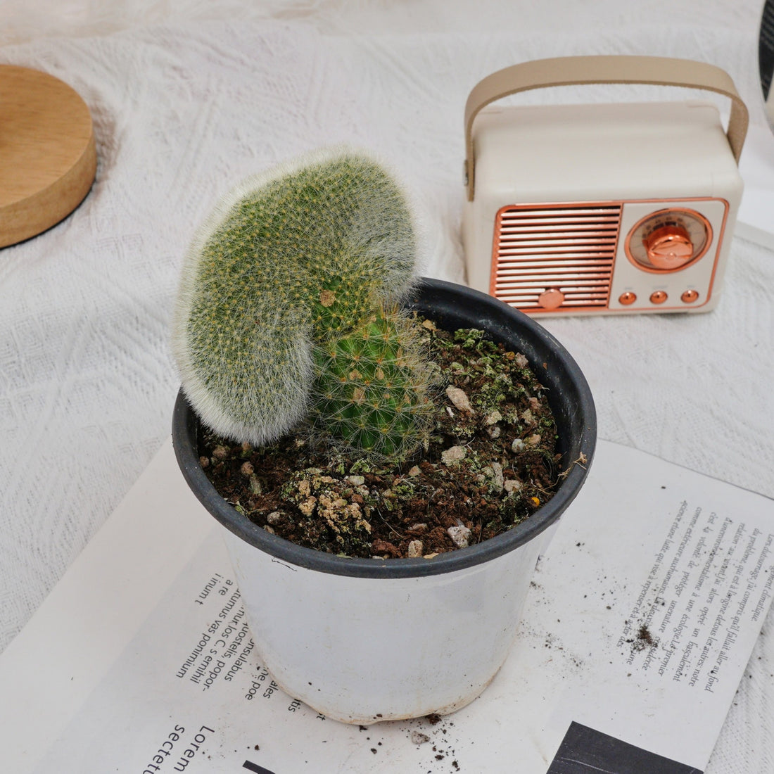 5'' Cleistocactus Colademononis Crested, Rare Live Succulent Plants