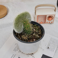 5'' Cleistocactus Colademononis Crested, Rare Live Succulent Plants