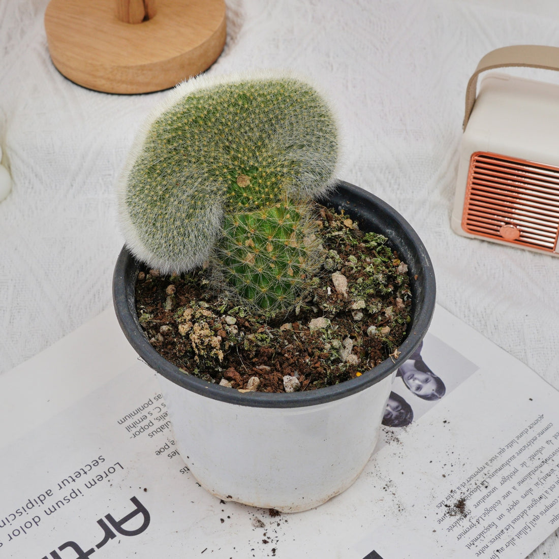 5'' Cleistocactus Colademononis Crested, Rare Live Succulent Plants