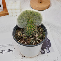 5'' Cleistocactus Colademononis Crested, Rare Live Succulent Plants