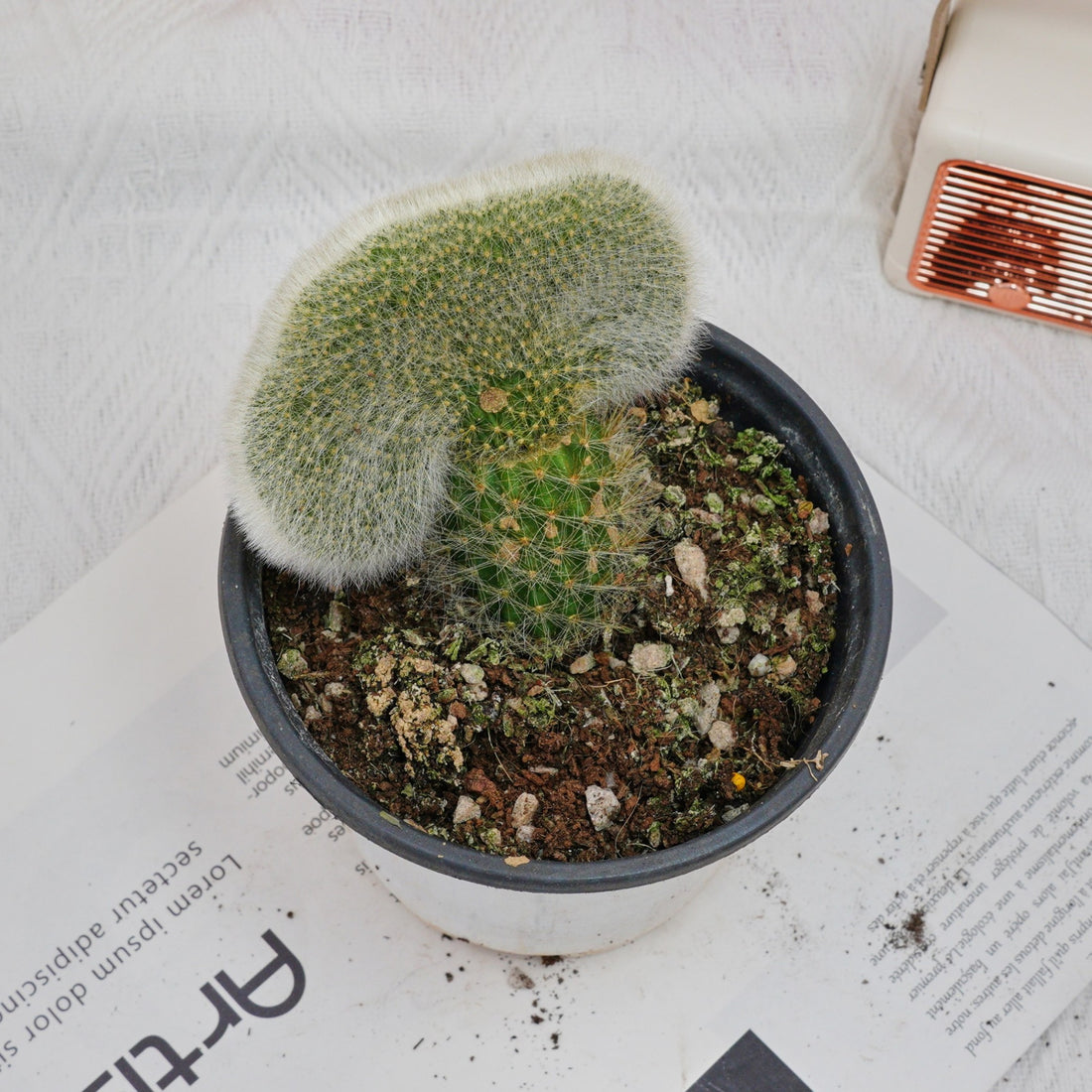 5'' Cleistocactus Colademononis Crested, Rare Live Succulent Plants