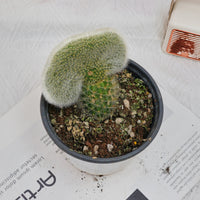 5'' Cleistocactus Colademononis Crested, Rare Live Succulent Plants