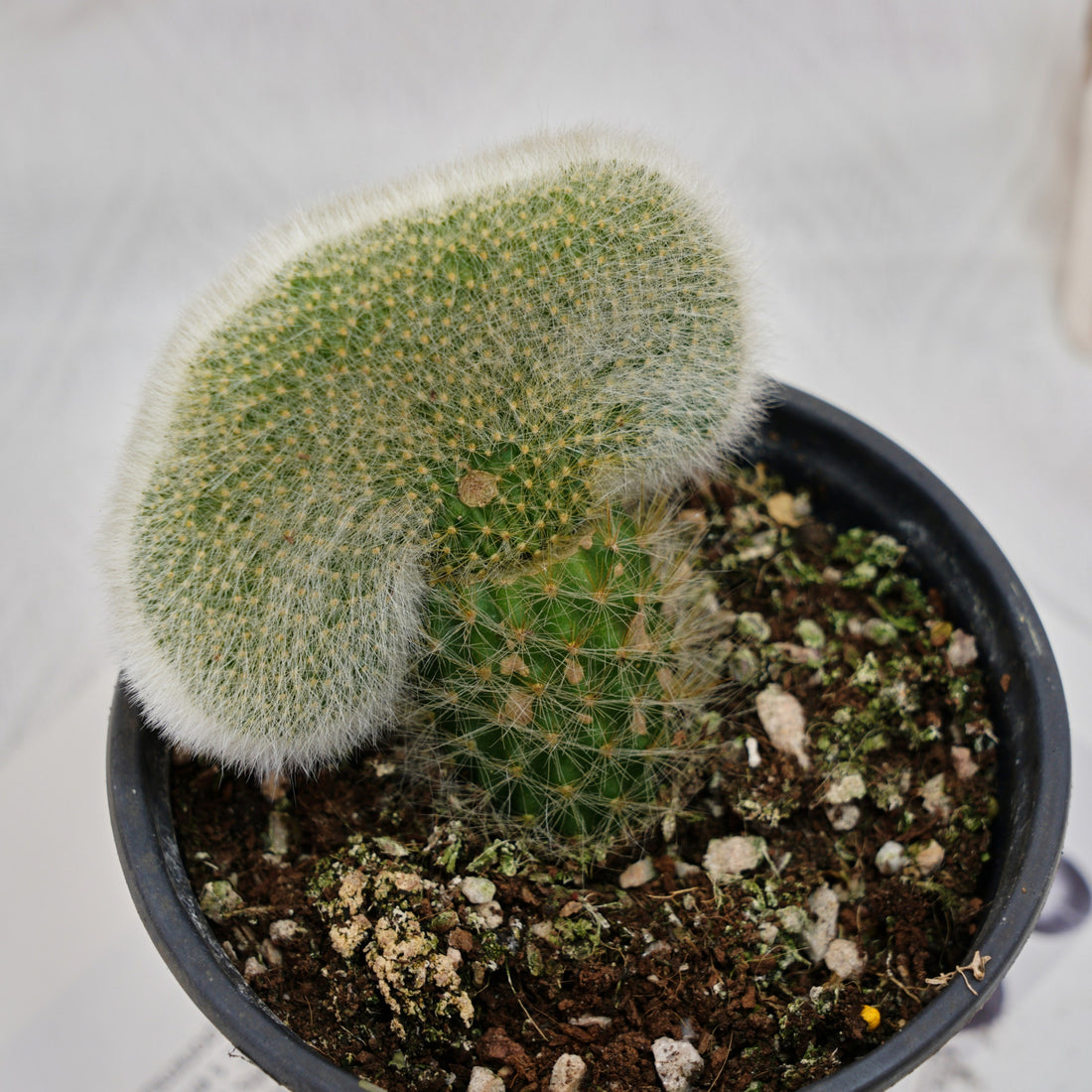 5'' Cleistocactus Colademononis Crested, Rare Live Succulent Plants