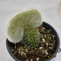 5'' Cleistocactus Colademononis Crested, Rare Live Succulent Plants