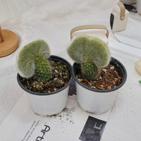 5'' Cleistocactus Colademononis Crested, Rare Live Succulent Plants