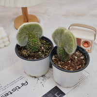5'' Cleistocactus Colademononis Crested, Rare Live Succulent Plants