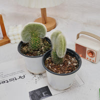 5'' Cleistocactus Colademononis Crested, Rare Live Succulent Plants