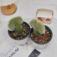 5'' Cleistocactus Colademononis Crested, Rare Live Succulent Plants