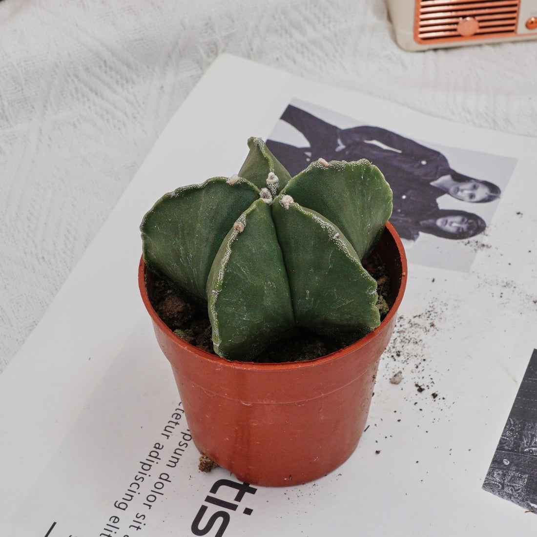 4'' Astrophytum Myriostigma Lem, Rare Live Succulent Plants