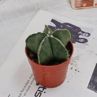 4'' Astrophytum Myriostigma Lem, Rare Live Succulent Plants