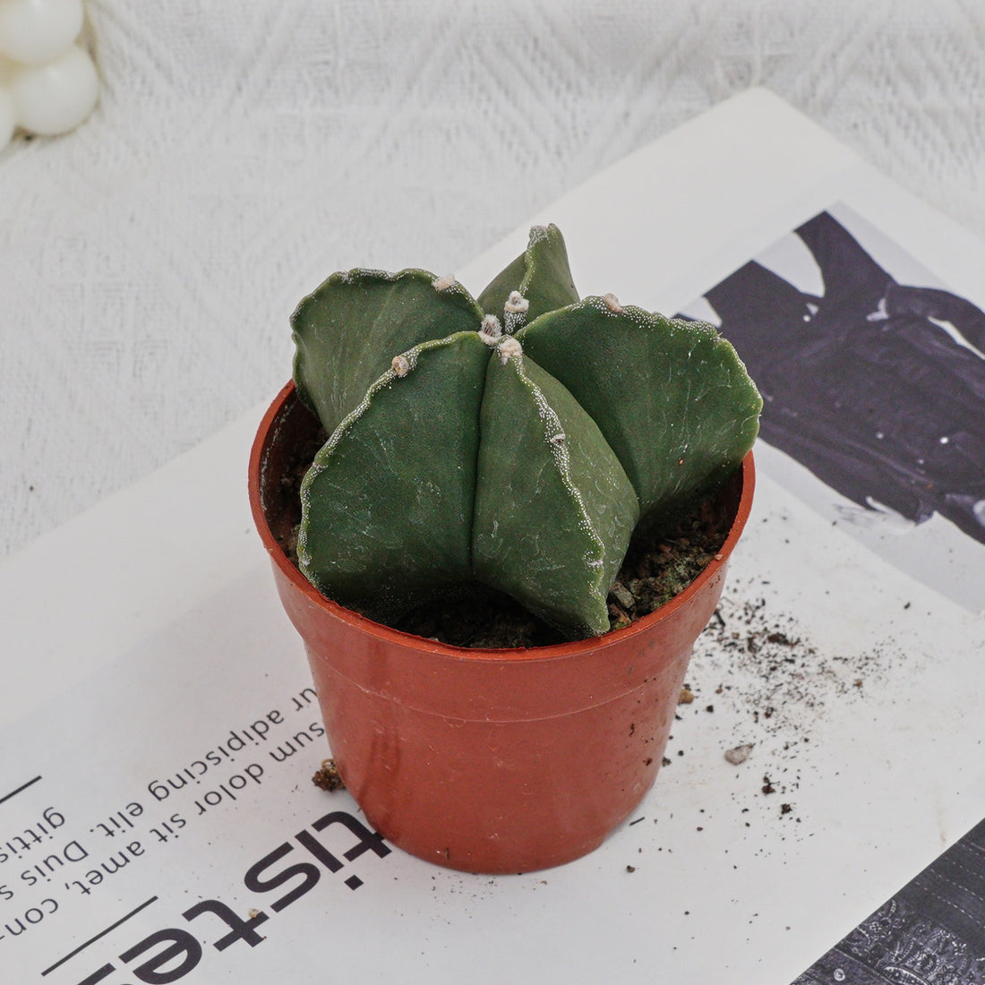 4'' Astrophytum Myriostigma Lem, Rare Live Succulent Plants