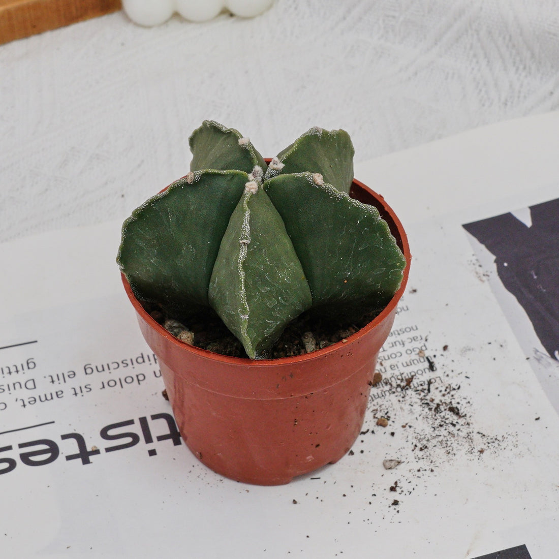 4'' Astrophytum Myriostigma Lem, Rare Live Succulent Plants