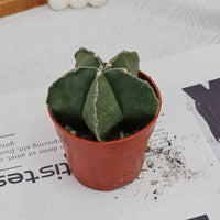 4'' Astrophytum Myriostigma Lem, Rare Live Succulent Plants