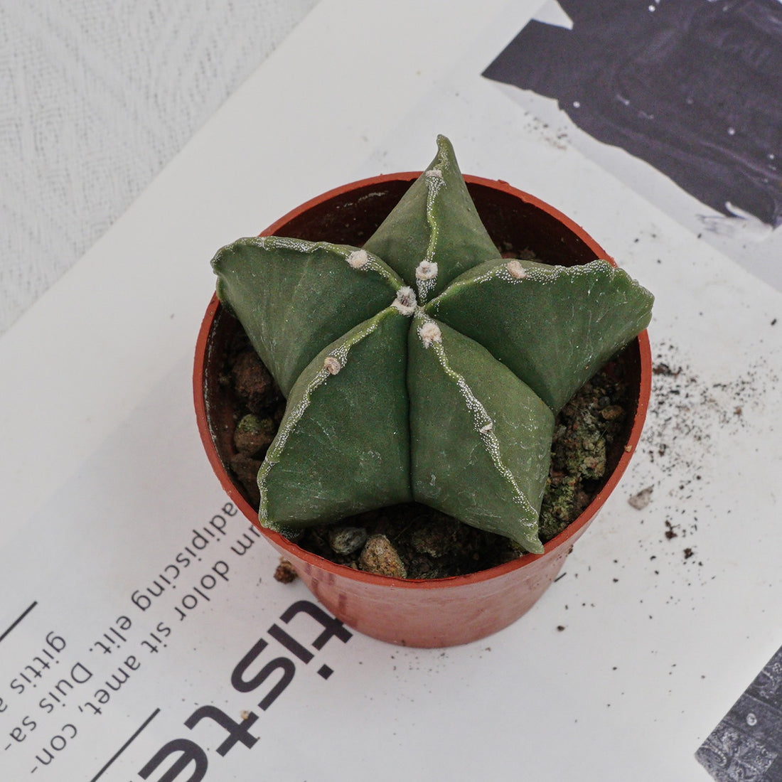 4'' Astrophytum Myriostigma Lem, Rare Live Succulent Plants