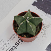 4'' Astrophytum Myriostigma Lem, Rare Live Succulent Plants