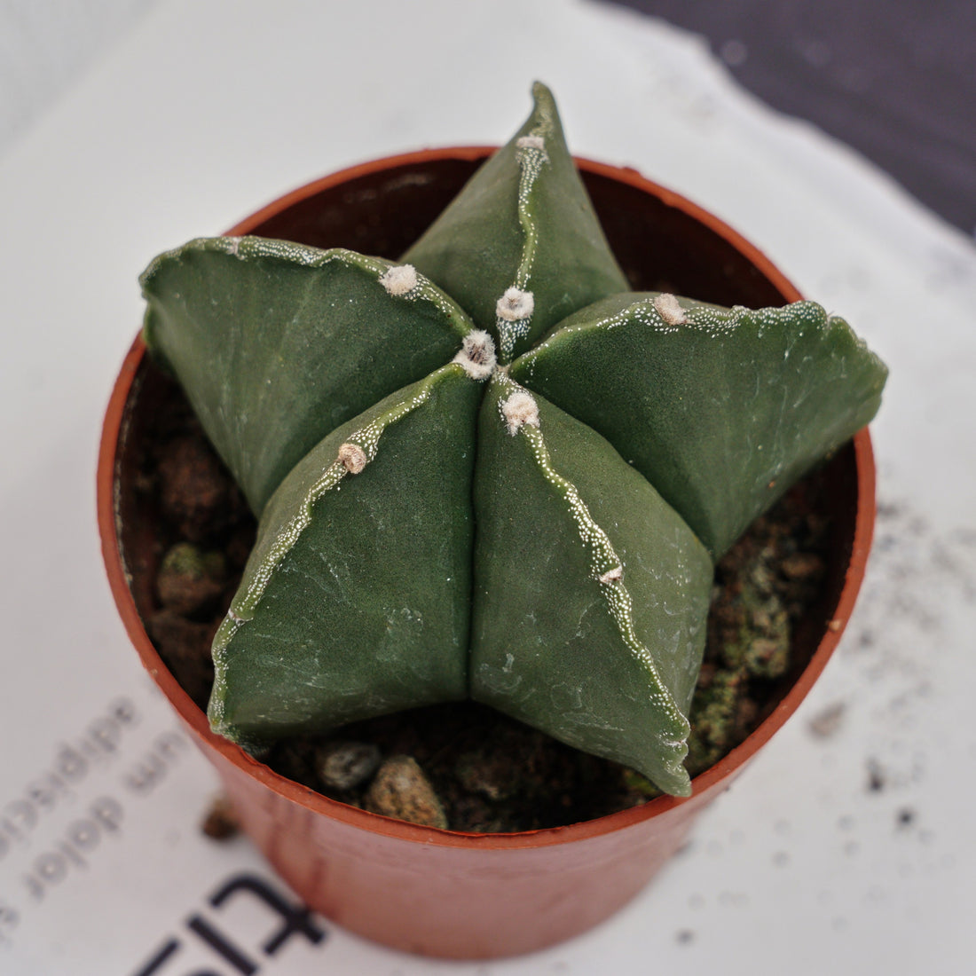 4'' Astrophytum Myriostigma Lem, Rare Live Succulent Plants